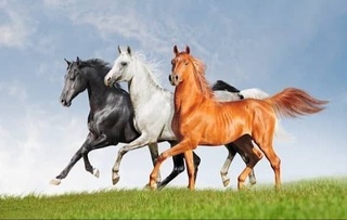 Tashkent region is the leader in the number of horses