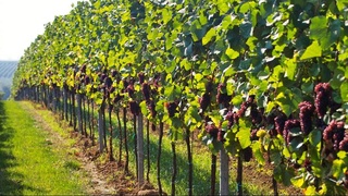 Приоритетное направление в сельском хозяйстве