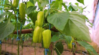 Почему повысилась цена на болгарский перец в Узбекистане?