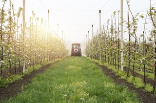 Мамлакатимиз боғбонлари учун 2021 йил учун 21 миллион дона мевали, цитрус мевали ва ток кўчатлари тайёрланди