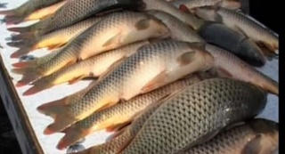 2021 йилнинг 9 ойи давомида қайси ҳудудда энг кўп балиқ овланган?