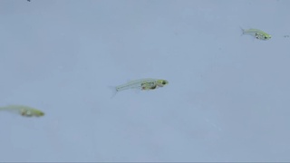 Олимлар самолёт двигателидан ҳам баландроқ овозга эга митти балиқларни топишди