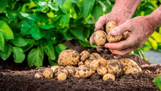 Potato clusters and farming cooperatives will be formed