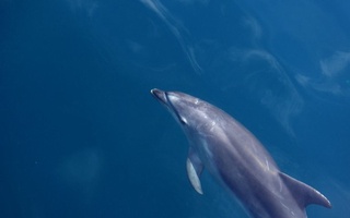 Animal rights activists warn of a sharp decline in animals in the world