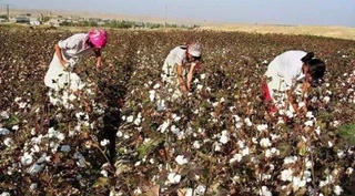 8 нафар мансабдоре, ки дар мавсими пахтачинӣ ба меҳнати маҷбурӣ роҳ додаанд, ҷазо гирифтанд