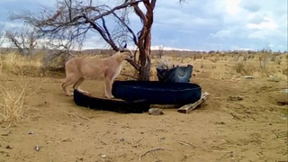 Туркменский каракал попал в фотоловушку, установленную в заповеднике «Актау-Тамды»