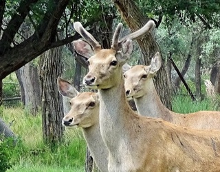 Ҳолат юзасидан жиноят иши қўзғатилди