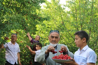 Халқаро гилос фестивали ўтказиш Концепцияси ишлаб чиқилмоқда