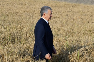 Тошкент вилоятида шолидан мўл ҳосил етиштирилди