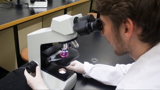 Австралияда пластикни емирадиган замбуруғнинг икки тури аниқланди