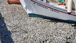 Gretsiyada mashhur bandargoh o'lik baliqlar bilan to'ldi