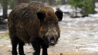 Японияда тўнғиз беш кишини жароҳатлади