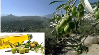 Сурхондарёда 500 гектар майдонда зайтун плантацияси барпо этилади