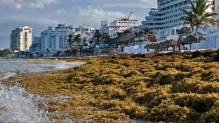 Florida sohillarini zararli suv o'tlari qopladi