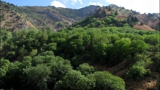 Биолаборатория в Газалкенте поможет сохранить десять тысяч гектар леса