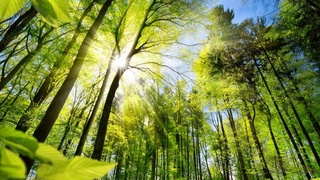 Эффективное пользование лесными ресурсами - актуальная задача