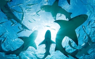 Багам оролларида акуллалар қонида кокаин ва кофеин аниқланди