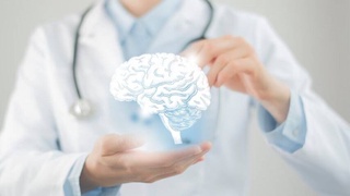 Мини-мозг из настоящих тканей впервые вырастили в Нидерландах