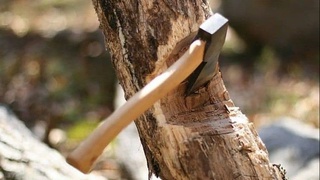 Noqonuniy daraxt kesganlarga 100 tup koʻchat ekish majburiyati yuklatiladi