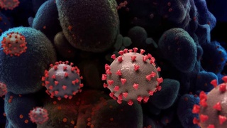 Выявленные в Великобритании и Южной Африке мутировавшие вирусы распространяются с большей скоростью