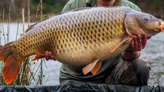 Балиқчи йирик зоғорабалиқларни тутди ва иккита жаҳон рекордини ўрнатди