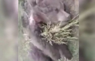 Деҳқонободда ноёб айиқ боласи уриб ўлдирилгани хабар қилинди