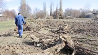 Toshkent viloyatida 100 dan ortiq daraxt kesilib, tabiatga qariyb 1,5 mlrd so‘m zarar yetkazildi