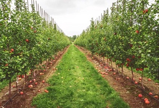 A Kuwaiti company is implementing a modern intensive gardening project in the Sergeli district of Tashkent