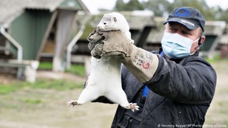 Дания: из-за мутировавшего коронавируса уничтожат всех норок