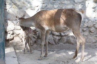 Termiz hayvonot bogʻida noyob turdagi Xongul- Buxoro bugʻusi bolaladi