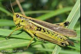 Самарқанд вилоятида 31 минг гектар майдонга чигиртка тарқалиши мумкин