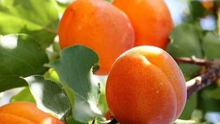 Ўрик экспорти 36 фоизга кўпайди