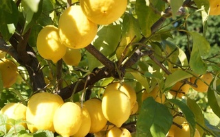 На разведение лимонных плантаций выделяются субсидии