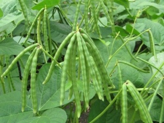 Қорақалпоғистонда кунжут ва мош экинлари кўпайтирилади