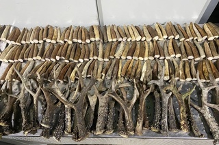 “Ғишткўприк“ постида буғу шохларини яширин олиб ўтаётганлар ушланди