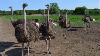 Вот такая мини-ферма страусов: и сам заработал, и товарищей трудоустроил