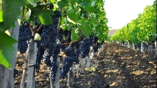 Ўзбекистон 46 та давлатга қарийб 204 минг тонна узум экспорт қилган