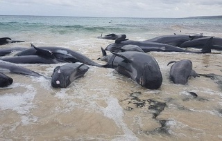 Янги Зеландияда 50га яқин дельфин ўзини қирғоққа отди