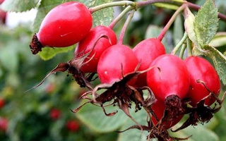 Кластер: теперь и лекарственных растений?