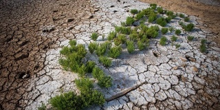 ФАО и Глобальное почвенное партнерство (ГПП) запускают фото- и видеоконкурс на тему «Остановим засоление - увеличим продуктивность почв»