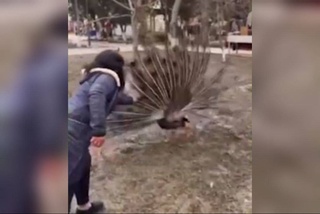 Икки дона товус пати қимматга тушди