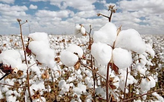 «Better Cotton Initiatives» может предоставить Узбекистану статус производителя экохлопка