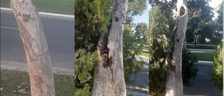 Samarqand shahridagi qadimiy chinorlar nega kesilgani aytildi