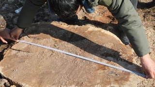 Дарахт кесганлар жавобгарликка тортилди