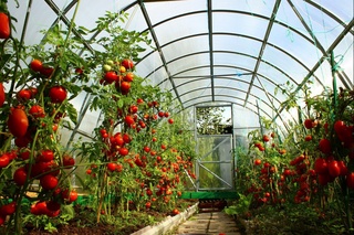 Бир маҳаллада 100 га яқин иссиқхона