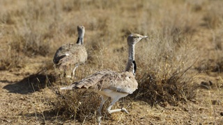 2 600 та йўрға тувалоқ энди мустақил ҳаёт кечиради