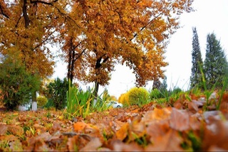 Дам олиш кунлари ҳаво-ҳарорати аста-секин пасаяди