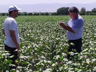 Август ойида ғўза парваришида бажариладиган тадбирлар белгиланмоқда