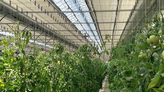 «Узнефтегазинспекция» ведет мониторинг состояния теплиц