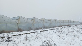 Qibraydagi issiqxona 605 million soʻmlik tabiiy gazdan noqonuniy foydalandi